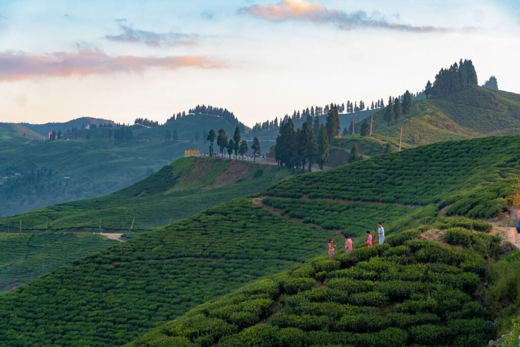 Explore the lush green tea gardens of Ilam, Nepal, beautifully captured at sunset.