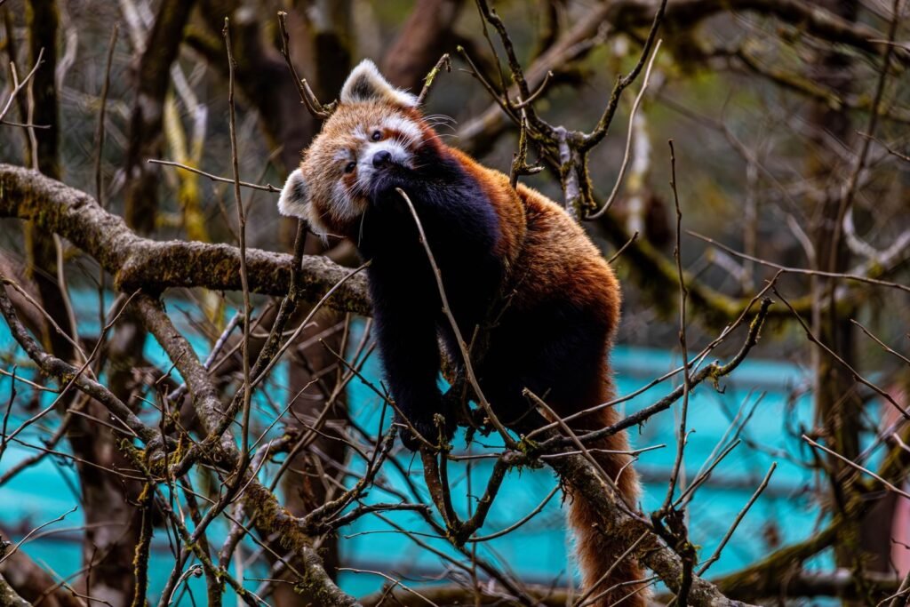 Red panda climbing tree branches in Sikkim, India forest habitat.