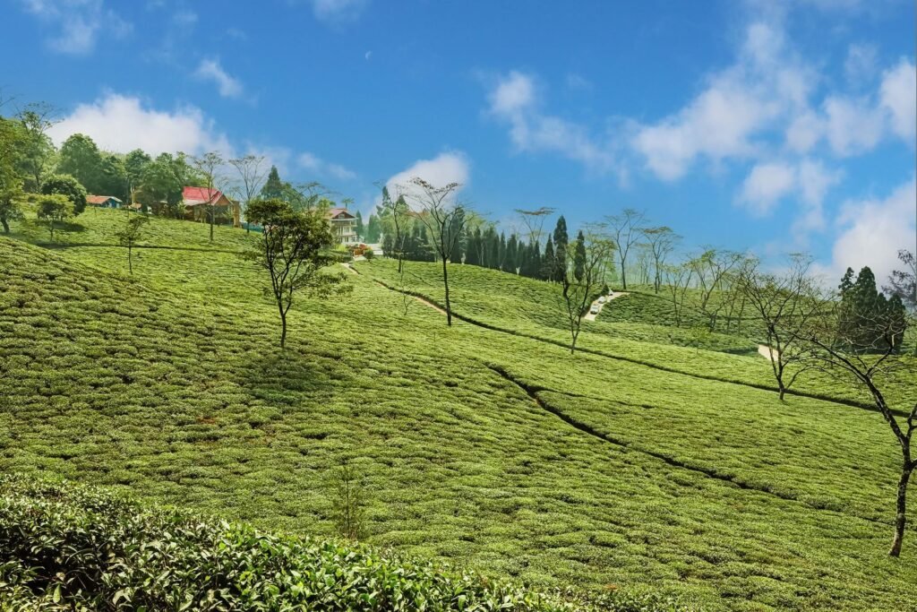 Lush green tea plantation with blue sky and rolling hills in India.