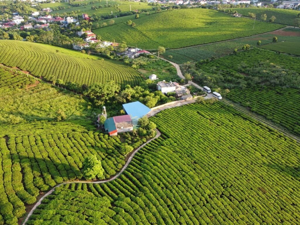 Aerial view of terraces of agricultural plantations with cultivated crops located in countryside area with residential buildings